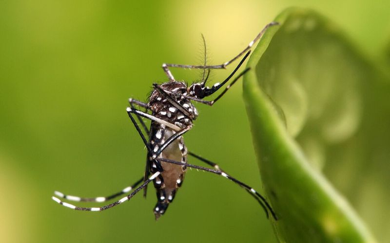 সংযুক্ত ছবি