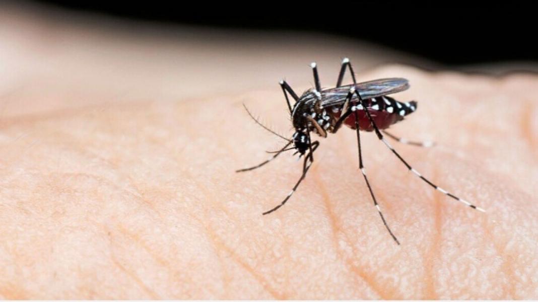 সংযুক্ত ছবি