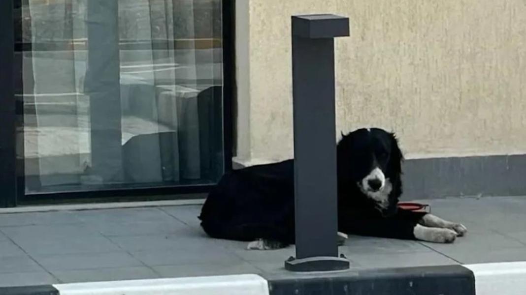 সংযুক্ত ছবি