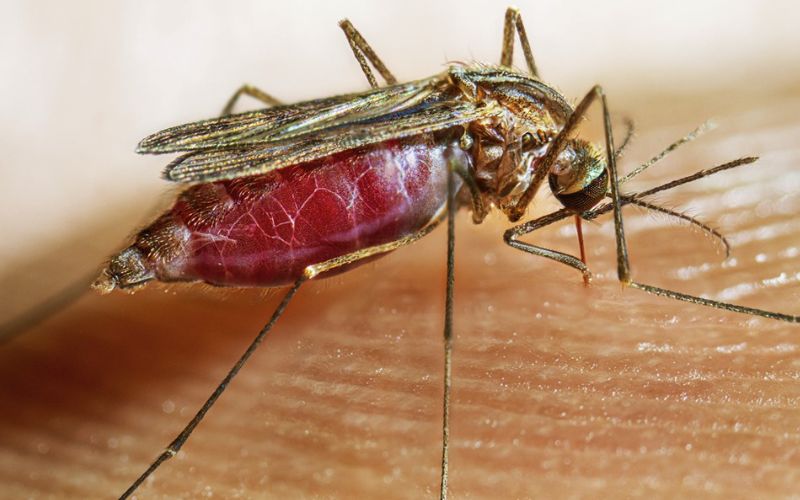 ডেঙ্গুতে আরও ৫ জনের মৃত্যু, চারজন ঢাকায়