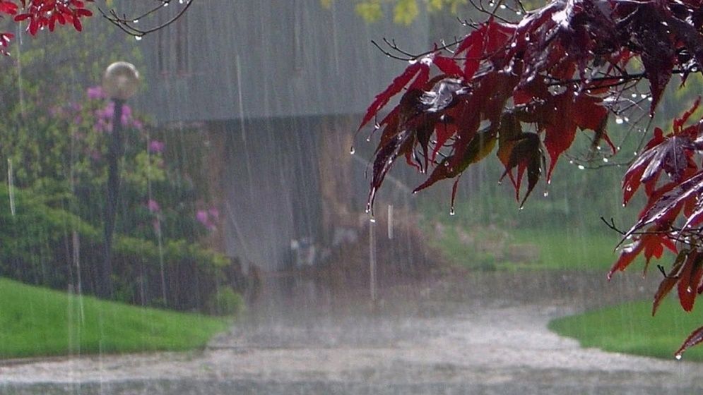 সংযুক্ত ছবি