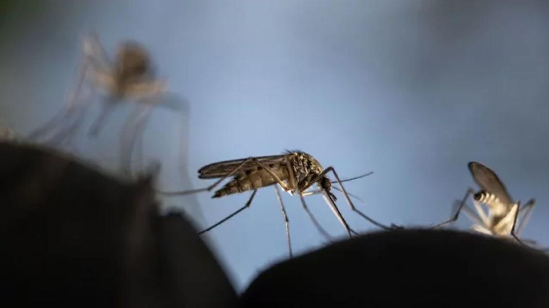 সংযুক্ত ছবি