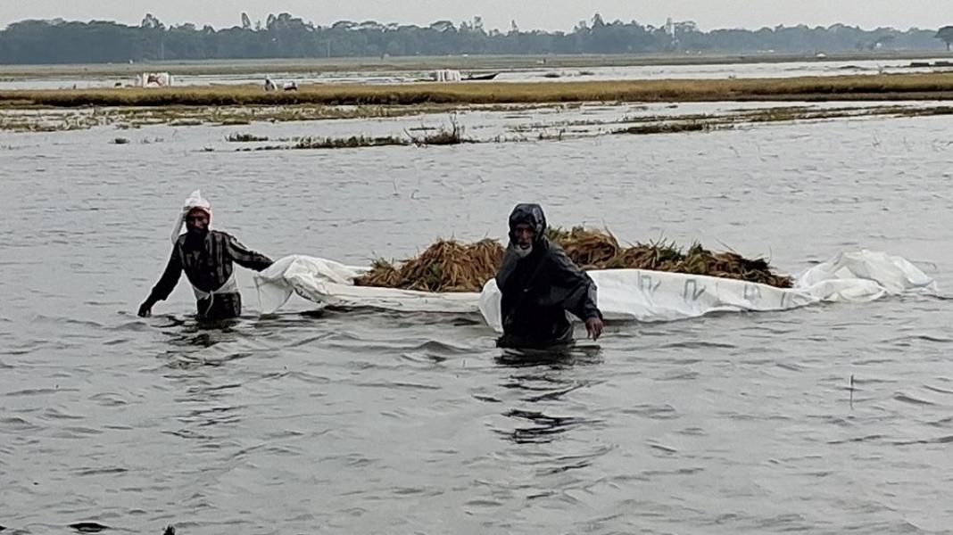 সব ধান তল অইয়া গেছে, আমার বাচ্চারা কী খাইব?